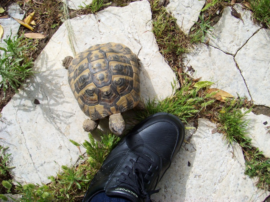 The Compassion Anthology