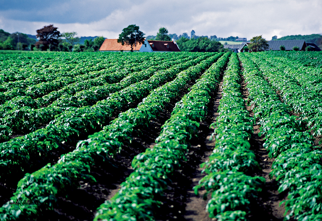 Meeting the Potato Farmer on the Road to Publication….