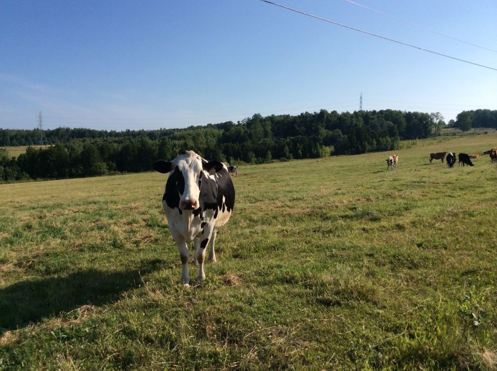 Like Kissing A&nbsp;Calf