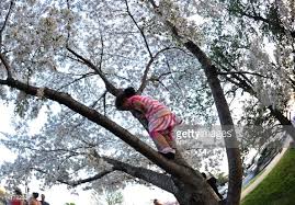 The Wild Cherry&nbsp;Tree