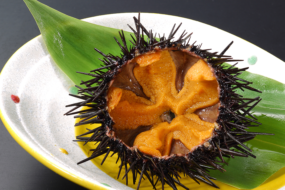 UNI….a travel story about sea&nbsp;urchins