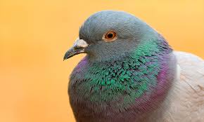 The Wings of a&nbsp;Dove