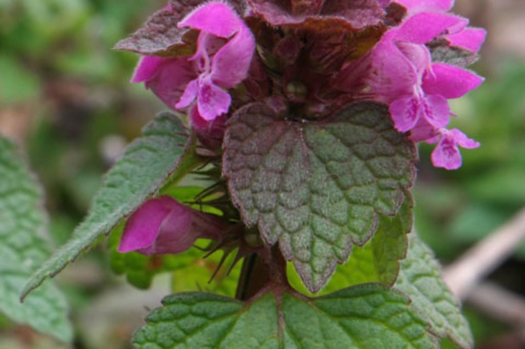 Quilt….Lamium Purpureum