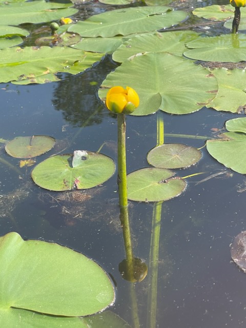 A short essay about Ukiyo…the floating world, or BE HERE NOW!